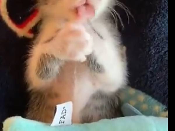 保護して２か月が経過した保護猫の様子に？　「世界一愛くるしい」「抱きしめたくなった」