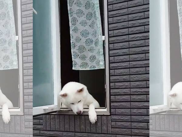 『小学生の通学班』を待つ秋田犬！　待ちきれない３匹の様子に「たまらん」