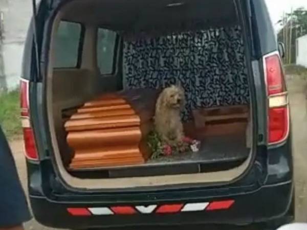 最後まで飼い主の棺に寄り添った犬が涙を誘う　「悲しい」「真の愛だ」