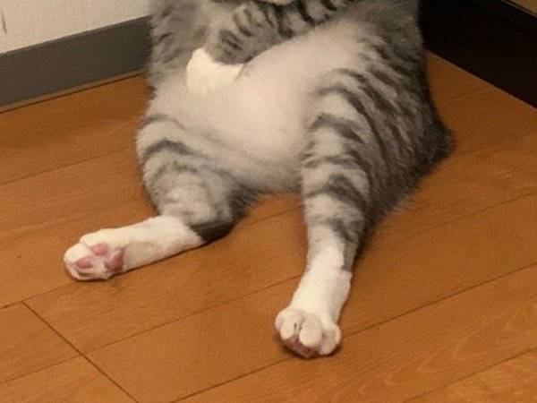 「副反応がつらい猫」　偶然の１枚に、３８万人が爆笑