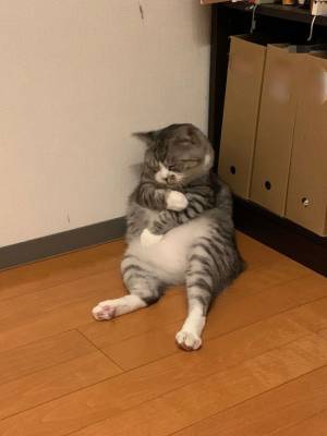 「副反応がつらい猫」　偶然の１枚に、３８万人が爆笑