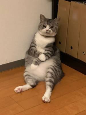 「副反応がつらい猫」　偶然の１枚に、３８万人が爆笑