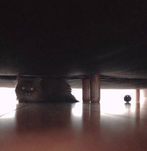 猫をベランダで遊ばせていたら…？　その後の展開に「申し訳ないけど爆笑した」