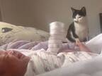 人間の赤ちゃんにビックリしていた猫　『初めての子守り経験』にジンワリ