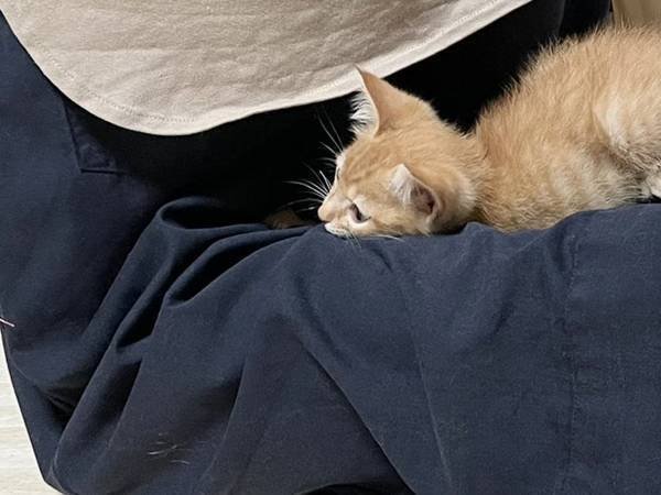 飼い猫がくつろいでいた場所に？ 「大変なことになりそう」「そこはやめて…」