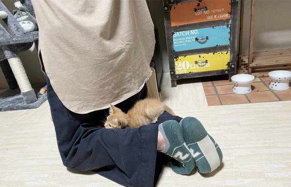 飼い猫がくつろいでいた場所に？ 「大変なことになりそう」「そこはやめて…」