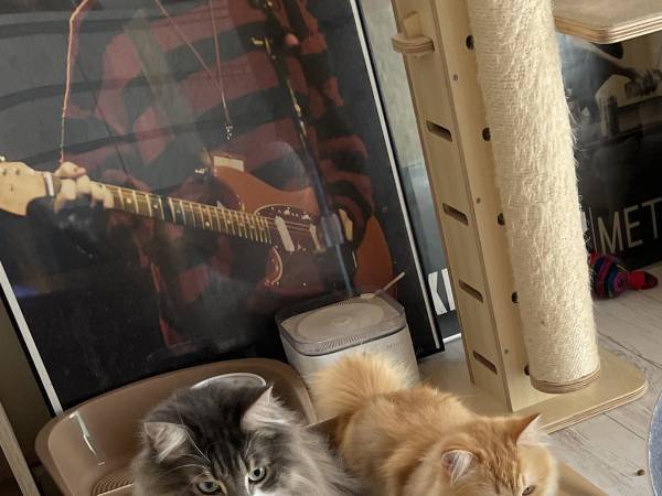 猫のために買った、７９８０円のベッドが？　「空気読んでる」「お笑いをよく分かってる」