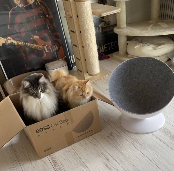 猫のために買った、７９８０円のベッドが？　「空気読んでる」「お笑いをよく分かってる」