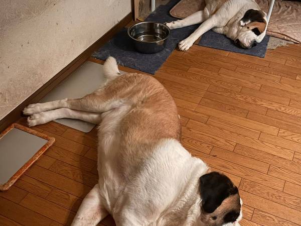 鏡と思いきや？　睡眠中のセントバーナードの写真が話題に