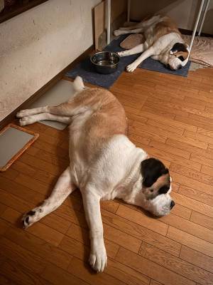 鏡と思いきや？　睡眠中のセントバーナードの写真が話題に