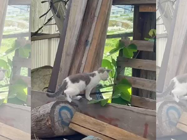 警戒心マックスだった野良猫　その後の展開に「笑った」「マジ神」