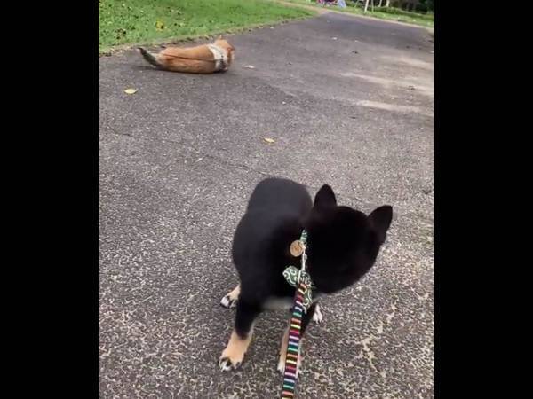 散歩デビュー当日、柴犬がドン引き　その理由に笑う人が続出！