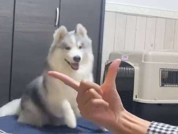 飼い主にアゴ乗せを試みた、犬が１秒後？　「かわいすぎて一時停止して見た」「お茶目」