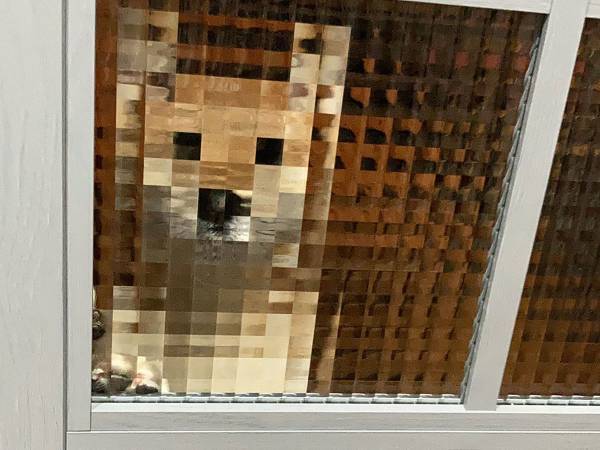 飼い主を出迎える柴犬　その姿に「何度見ても面白い」