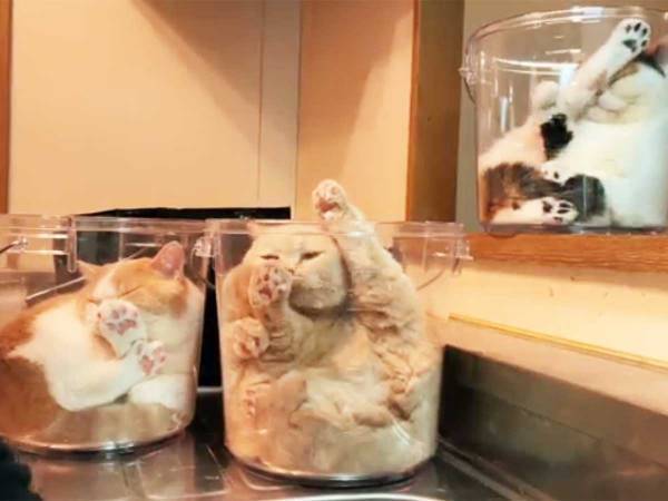 愛猫家「洗い物中にバケツを置いてみた」予想通りすぎる結果に３１万『いいね』