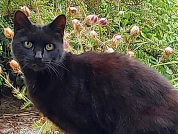 広大な畑の隅で鳴き続ける猫　その理由に　「ヒーローだ！」