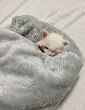 寝付けずにいた赤ちゃん猫を毛布に包んだ１分後の姿に？　「宝物感がすごい」「いいね１００万回打ちたい」