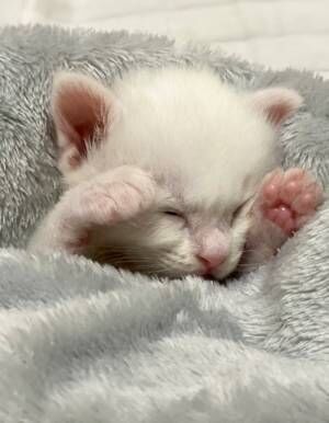 寝付けずにいた赤ちゃん猫を毛布に包んだ１分後の姿に？　「宝物感がすごい」「いいね１００万回打ちたい」