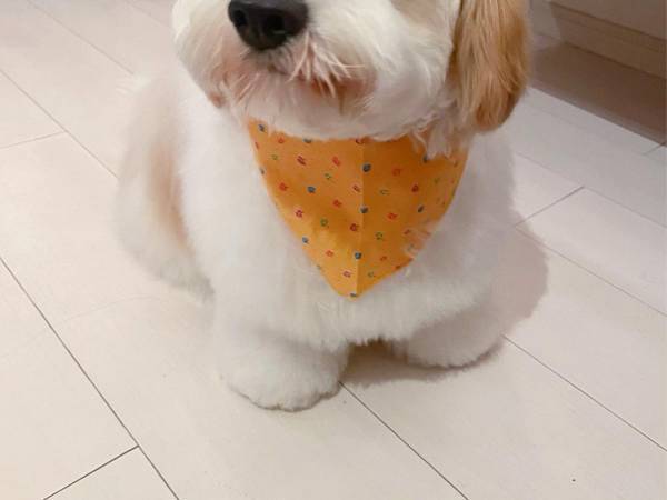 トリミングから帰宅後、犬が見せた様子に４万いいね　「最高の表情」「たまらん」