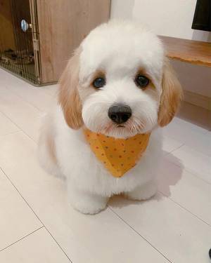 トリミングから帰宅後、犬が見せた様子に４万いいね　「最高の表情」「たまらん」