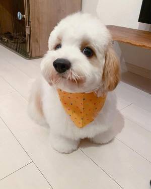 トリミングから帰宅後、犬が見せた様子に４万いいね　「最高の表情」「たまらん」