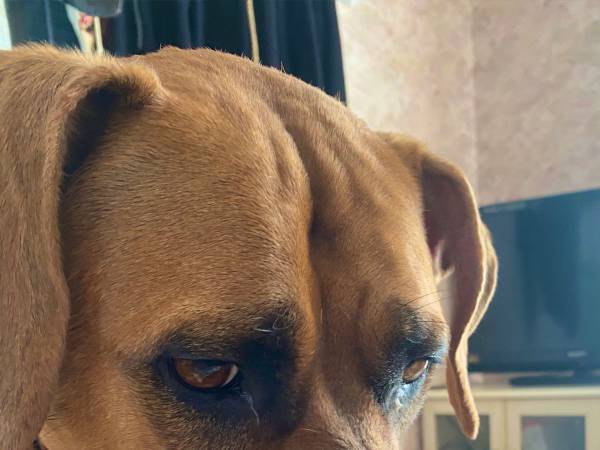 露骨にガッカリする土佐犬　見事な表情に「ごめん笑った」「いい顔しすぎ」