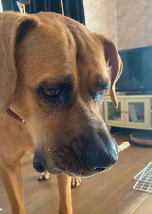 露骨にガッカリする土佐犬　見事な表情に「ごめん笑った」「いい顔しすぎ」