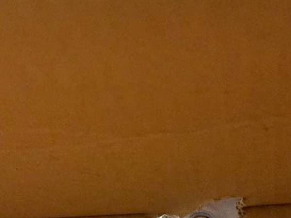 段ボールを前にしたインコの姿に？　「心臓止まりかけた」「恐怖を感じた」