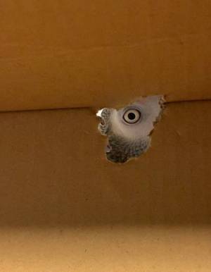 段ボールを前にしたインコの姿に？　「心臓止まりかけた」「恐怖を感じた」