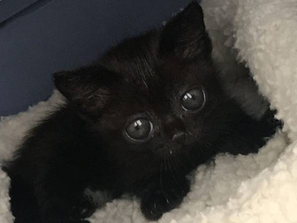 アニメのキャラみたい！　拾った子猫が大きくなった姿に　「かわいすぎる」