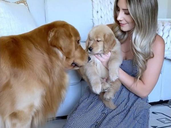 実の『息子』と初めて会ったゴールデンレトリバーが…？　「涙があふれた」