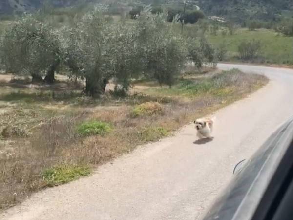 「待って！」　人里離れた山道で走っている車を追いかけてきたのは…？