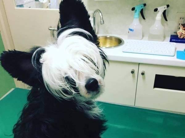 この犬 絶対に手術が上手い 獣医が驚いた姿に 笑った かっこよすぎる 21年9月15日 ウーマンエキサイト 1 2 この犬 絶対に手術が上手い 獣医が驚いた姿に 笑った かっこよすぎる 21年9月15日 ウーマンエキサイト 1 2