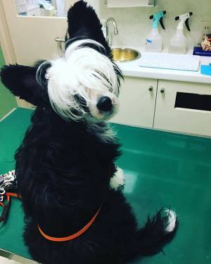 この犬、絶対に手術が上手い…　獣医が驚いた姿に「笑った」「かっこよすぎる」