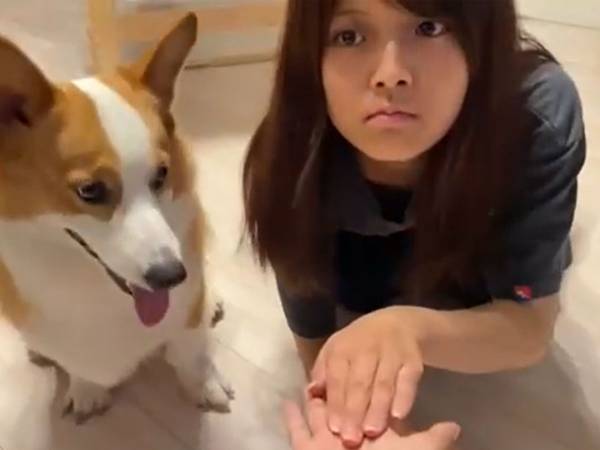 コーギーに容赦ない！『お手競争』で人間側が圧勝したら、この反応