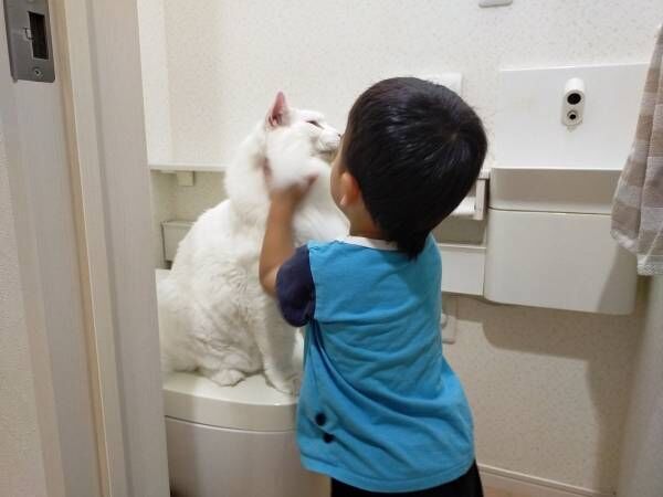 トイレをめぐる猫vs３歳児の戦い！　その様子に「爆笑した」「なんて平和な争い」