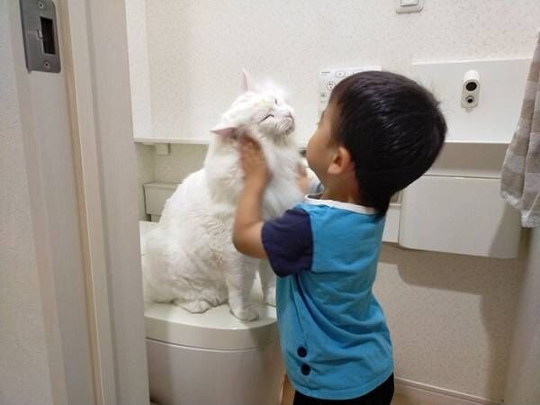トイレをめぐる猫vs３歳児の戦い！　その様子に「爆笑した」「なんて平和な争い」