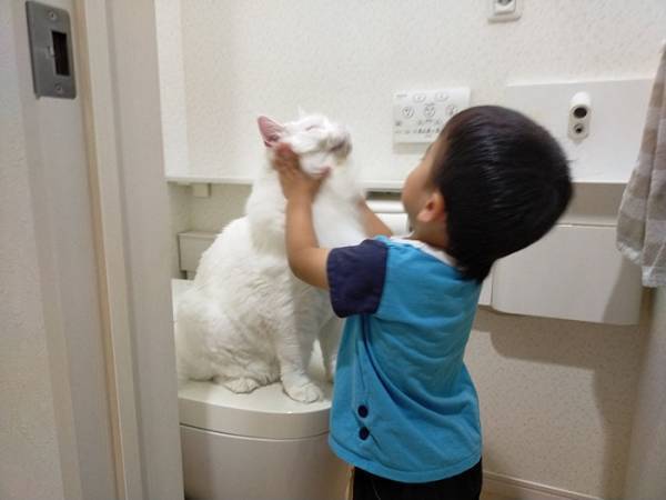 トイレをめぐる猫vs３歳児の戦い！　その様子に「爆笑した」「なんて平和な争い」