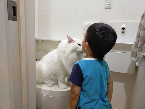 トイレをめぐる猫vs３歳児の戦い！　その様子に「爆笑した」「なんて平和な争い」