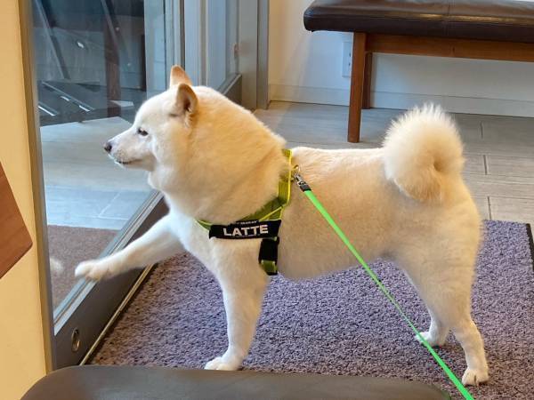 見事な３コマ…！　ドライブに行くと思いルンルンだったが注射をされ？