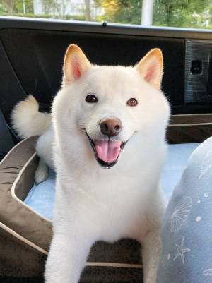 見事な３コマ…！　ドライブに行くと思いルンルンだったが注射をされ？