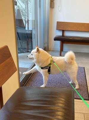 見事な３コマ…！　ドライブに行くと思いルンルンだったが注射をされ？