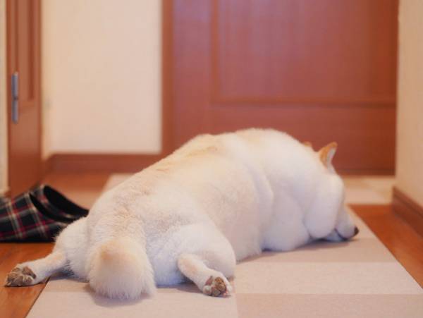 見事な３コマ…！　ドライブに行くと思いルンルンだったが注射をされ？