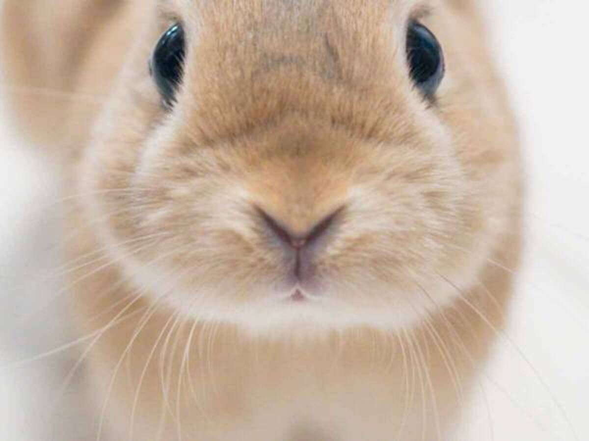 眉毛のクセが強すぎる ウサギの顔にクスッと笑ってしまう人が続出 21年9月17日 ウーマンエキサイト