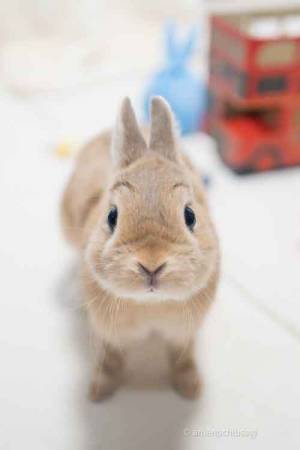 「眉毛のクセが強すぎる」　ウサギの顔にクスッと笑ってしまう人が続出