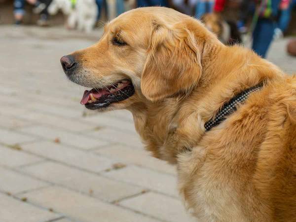 「飼い犬が社交的すぎて…」　飼い主が抱える葛藤に同情と励ましの声