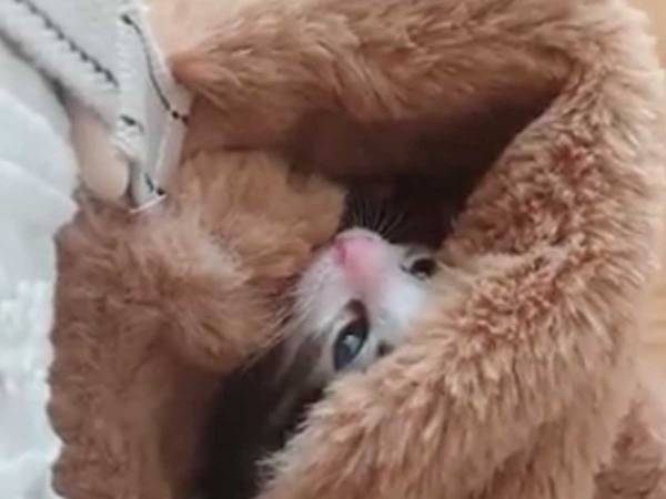 子猫を保護したら…　数日後の姿に「涙が出てきた」「ずっと見ていられる」