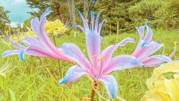 「初めて見た」「存在感がハンパない」　公園で撮った写真に、１０万『いいね』