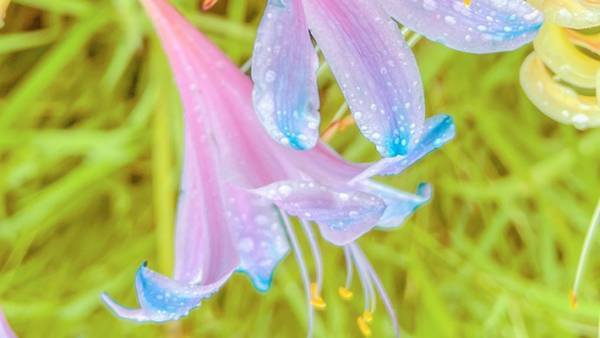 「初めて見た」「存在感がハンパない」　公園で撮った写真に、１０万『いいね』