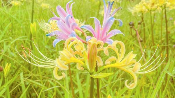 「初めて見た」「存在感がハンパない」　公園で撮った写真に、１０万『いいね』